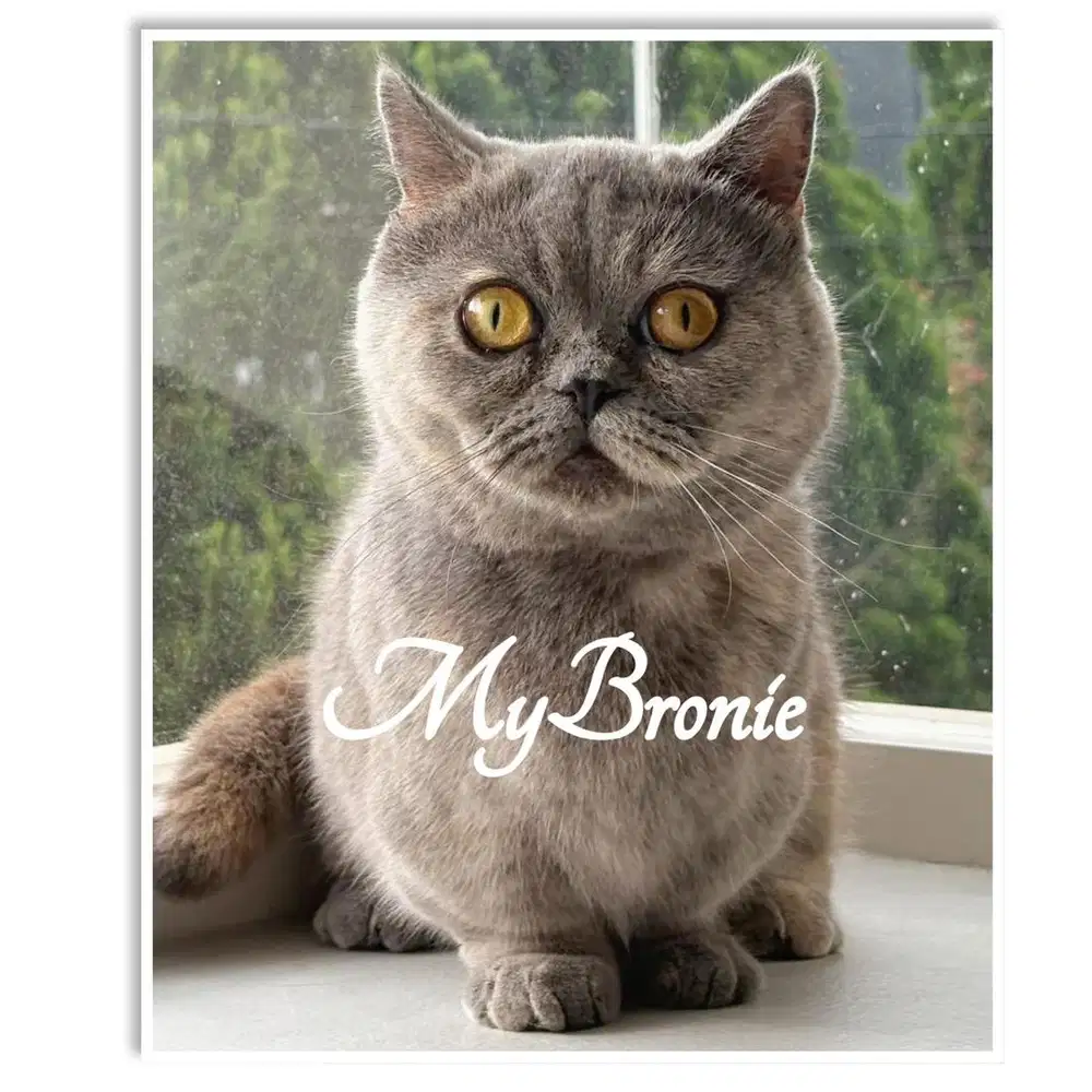 Kucing munchkin bsh indukan proven