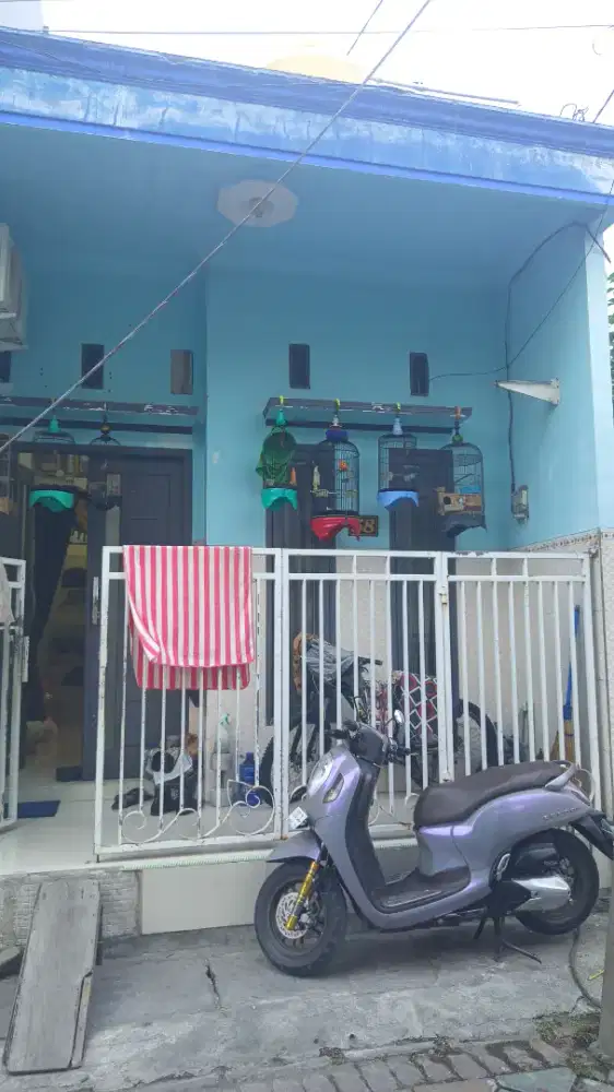 manyar isian lb kenari dan aslinya