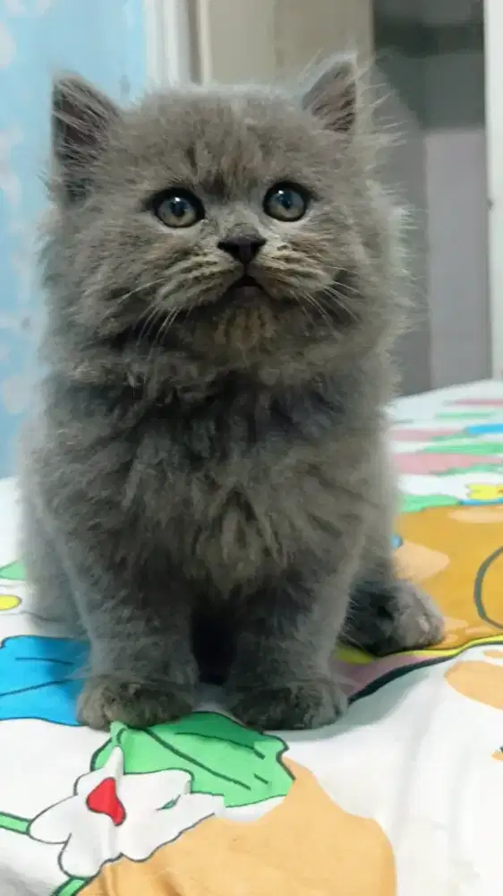 Kitten Persia Jantan umur 2 bulan