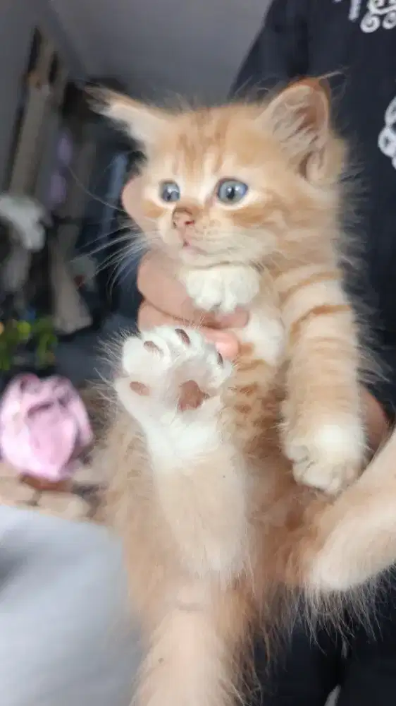 Open Adopsi Persia Betina 2.5 bulan