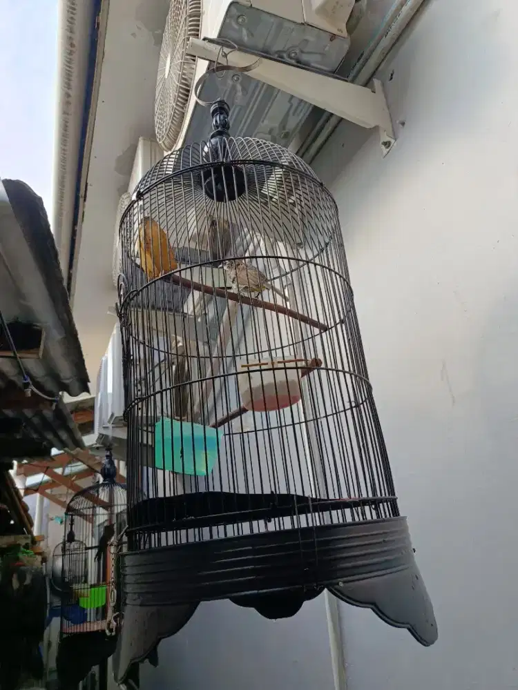 Burung Trucukan Rawatan