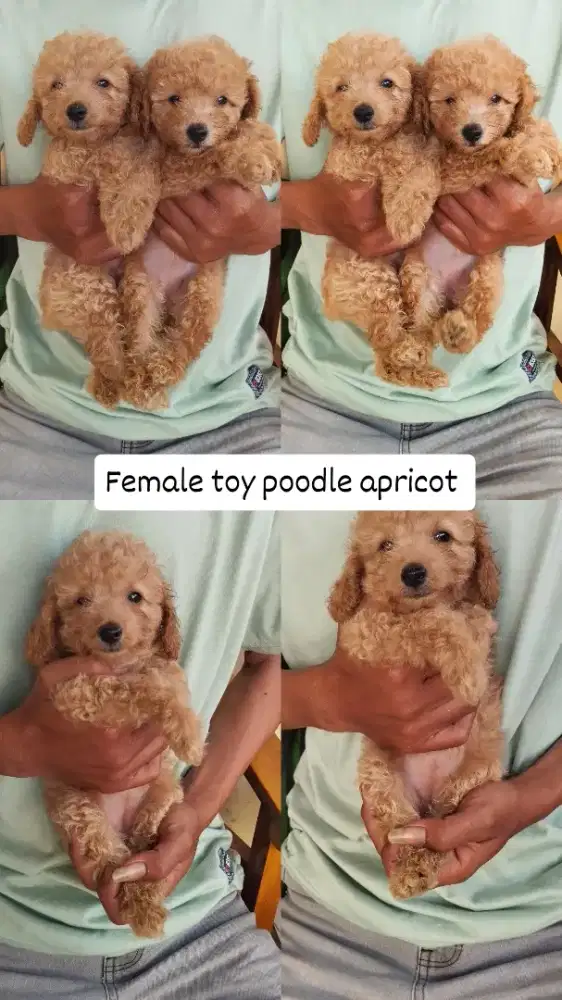 Toy poodle betina 2 ekor