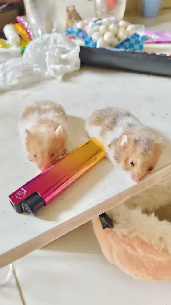 Hamster syrian/sirian betina umur 1bln