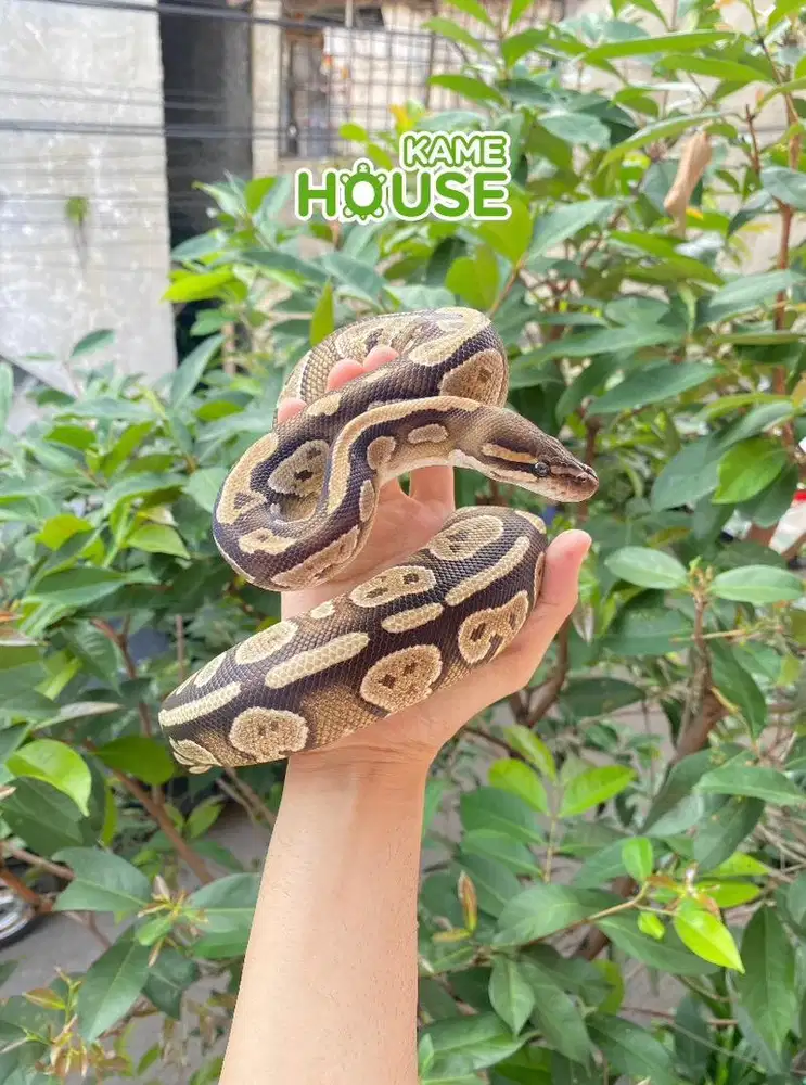 Ular BP Mojave Female