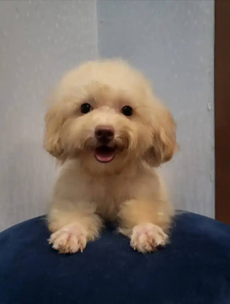 Super tiny poodle STAMBUN