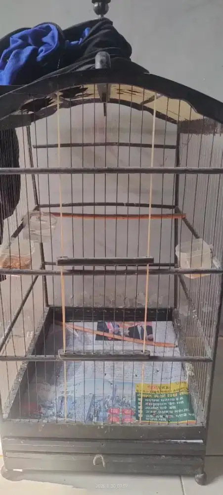 Kandang seadanya kenari Senar