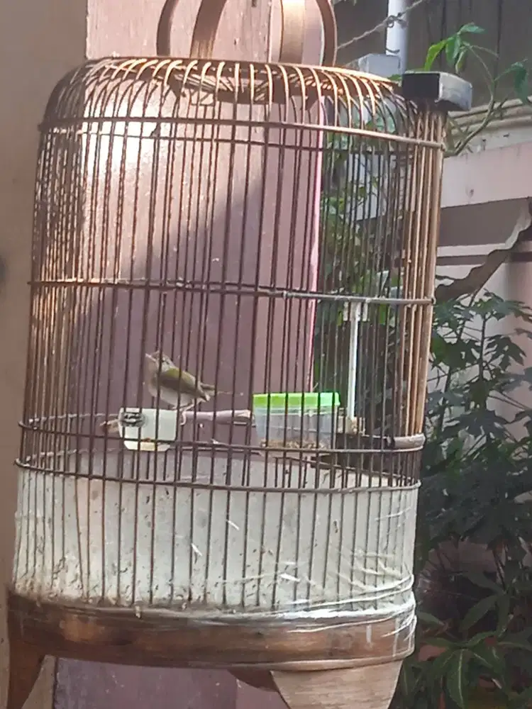 Prenjak Bawah Prospekan