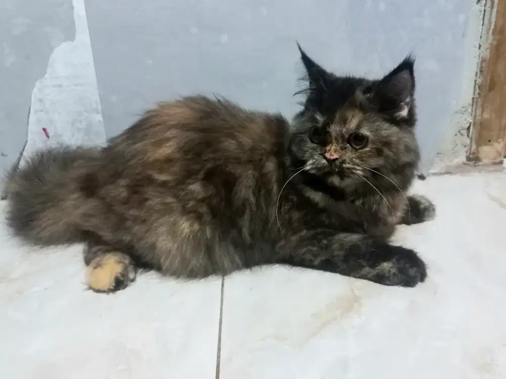 OpenAdopt Kucing Persian