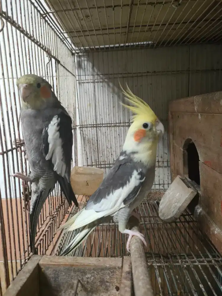 Burung parkit Australia sepsang umur 7 blm sepasang