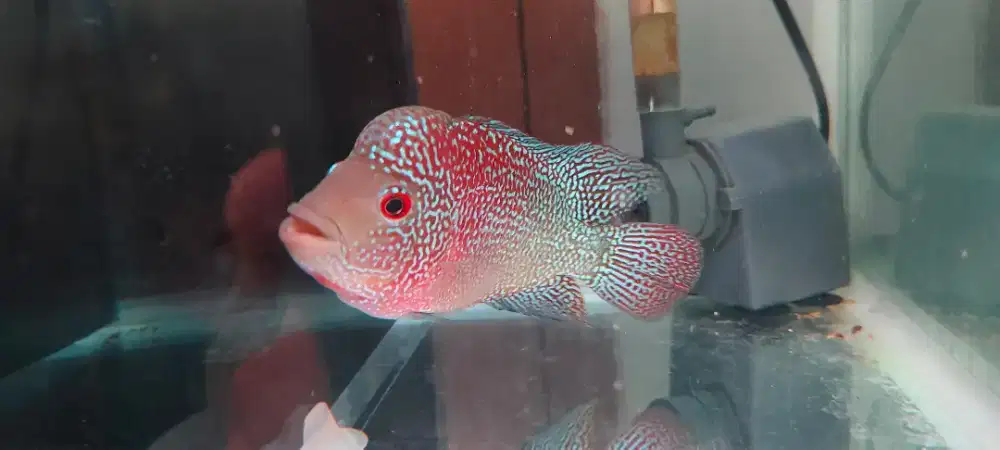 Jual ikan louhan Cencu full warna 15Cm