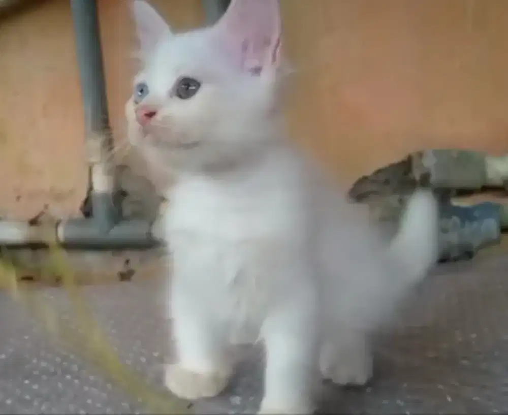 BSH White Solid Male Odd Eye