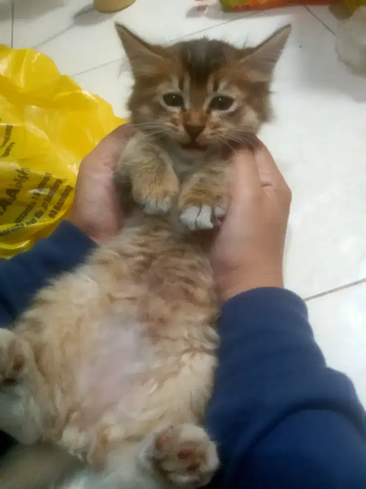 Anak kucing Persia Himalaya mix betina