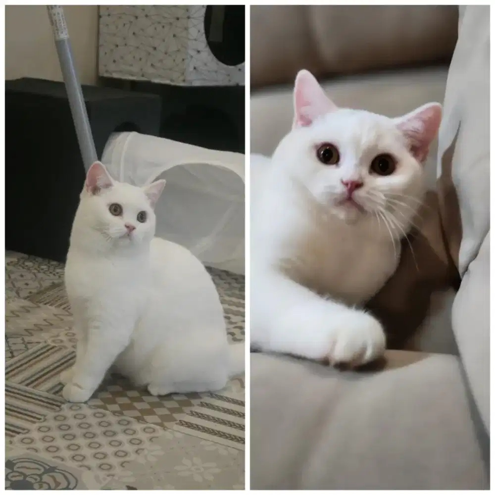 British shorthair female white Pedigree WCF