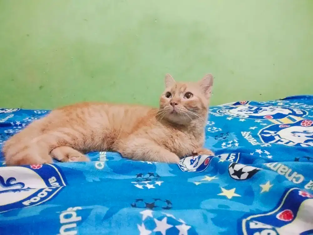 Munchkin Ns Jantan Oren