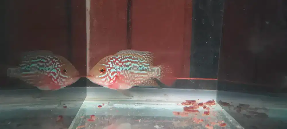 Jual Louhan Camfa F2 Ori Thailand