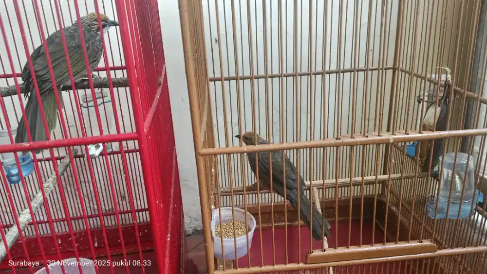 CR edisi pingin kawin