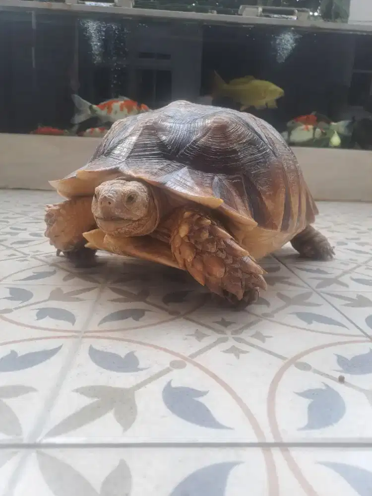 Sulcata Kura Darat 45 Cm