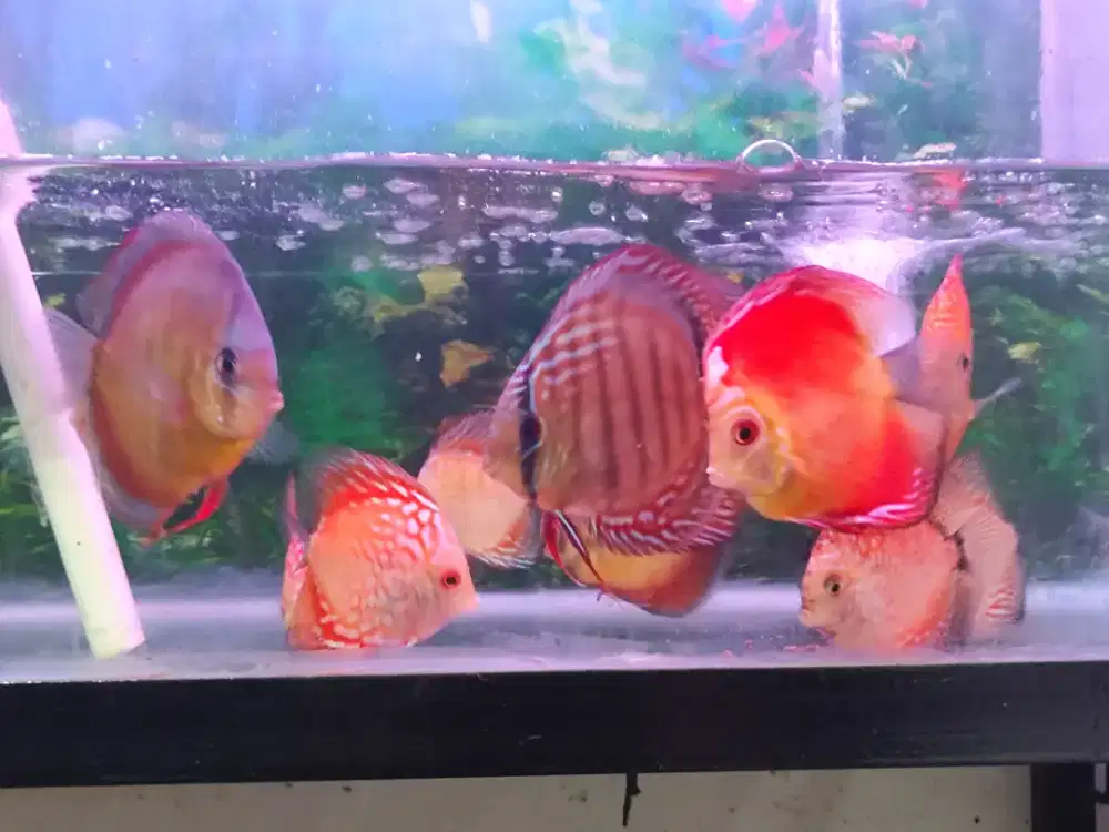 ikan discus discus