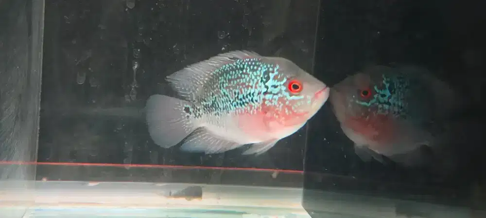 Jual louhan SRD Anakan