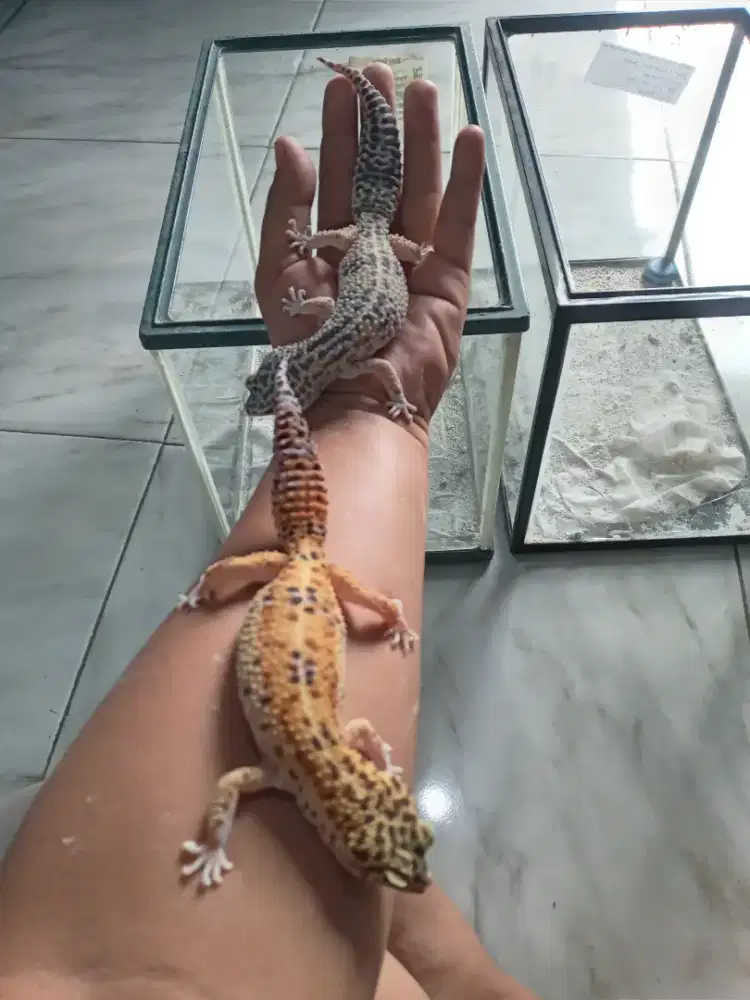 2 ekor gecko + kandang