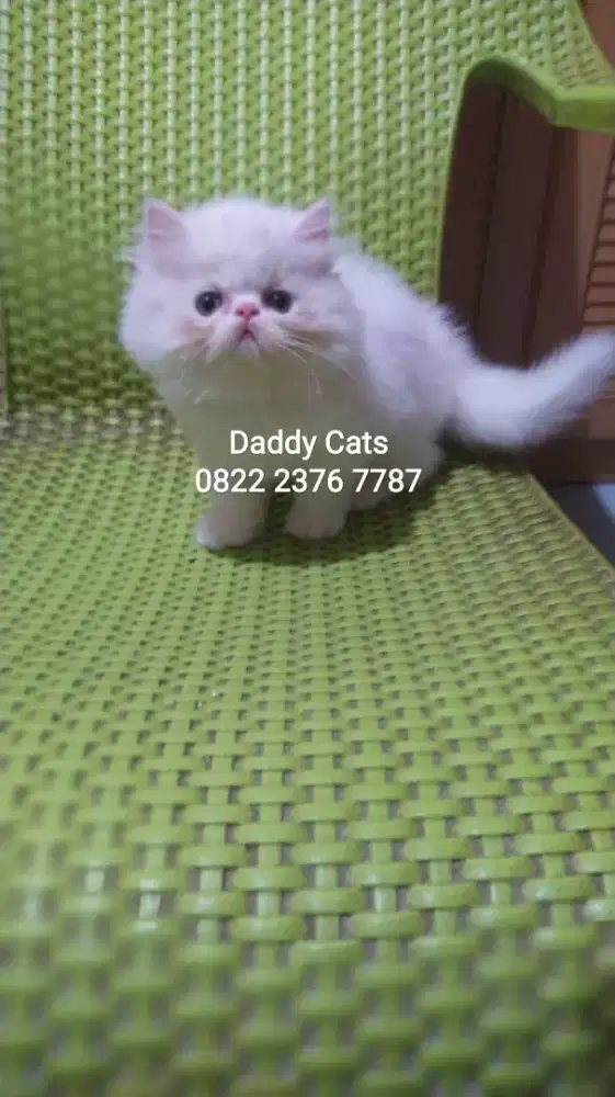 Kitten Persian Jantan 2,5 Bln