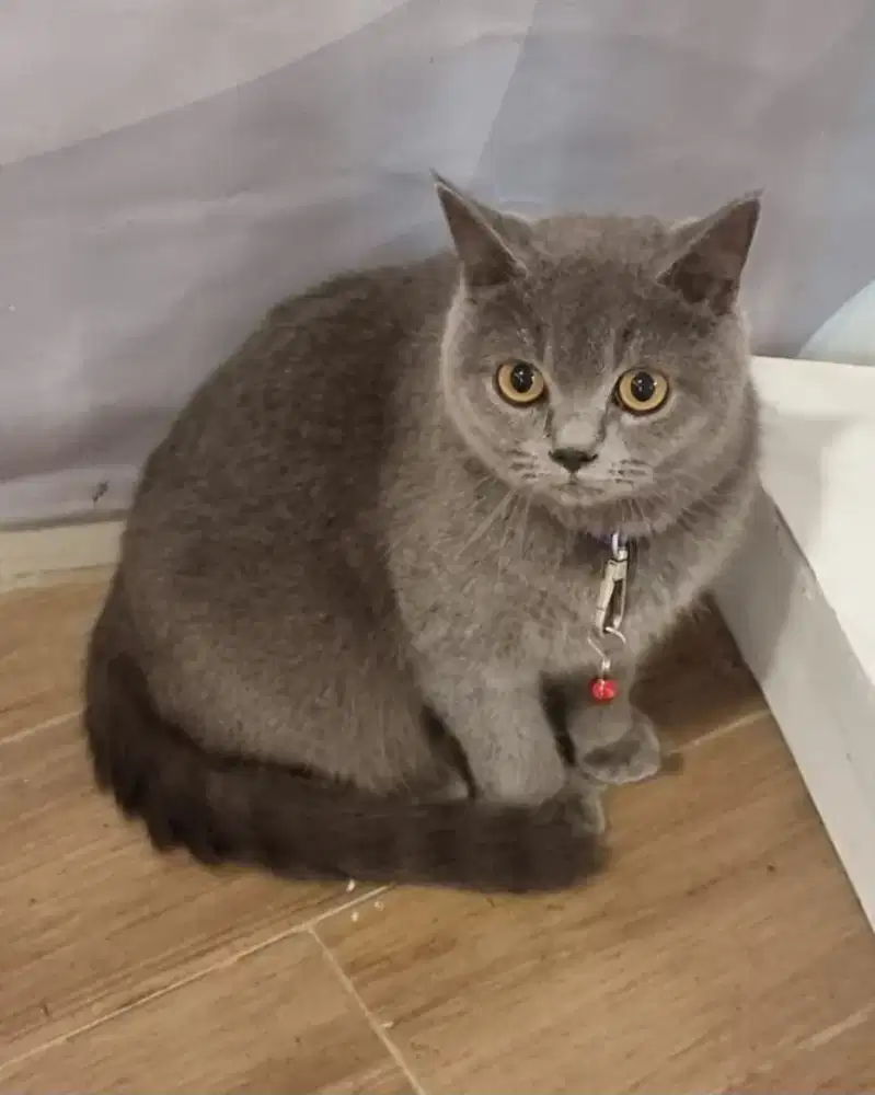 Kucing BSH Betina Non Ped