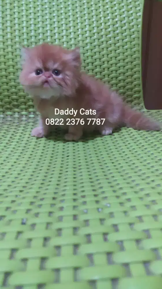 Kitten Persian Betina 2 Bln