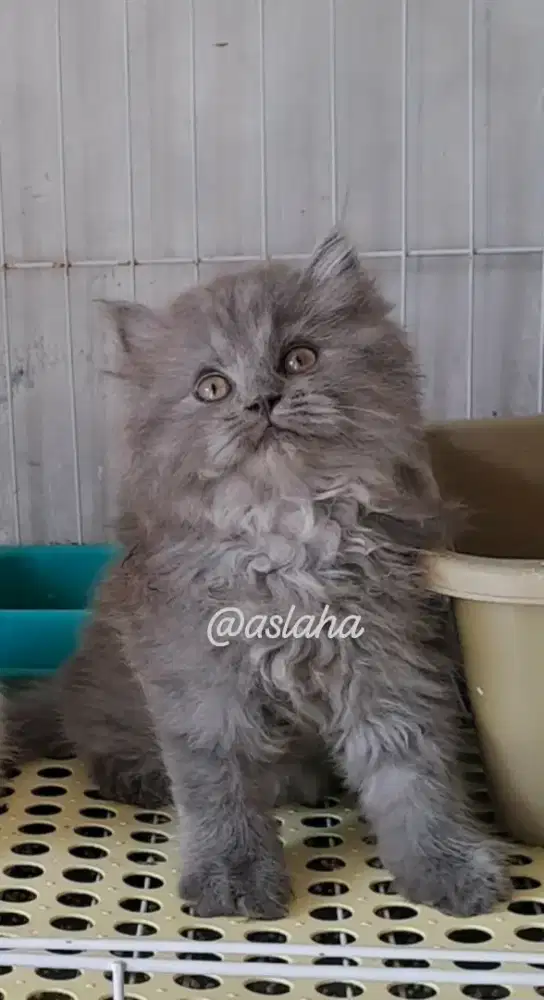 Anak kucing anggora/kitten persia betina/kucing persia l betina