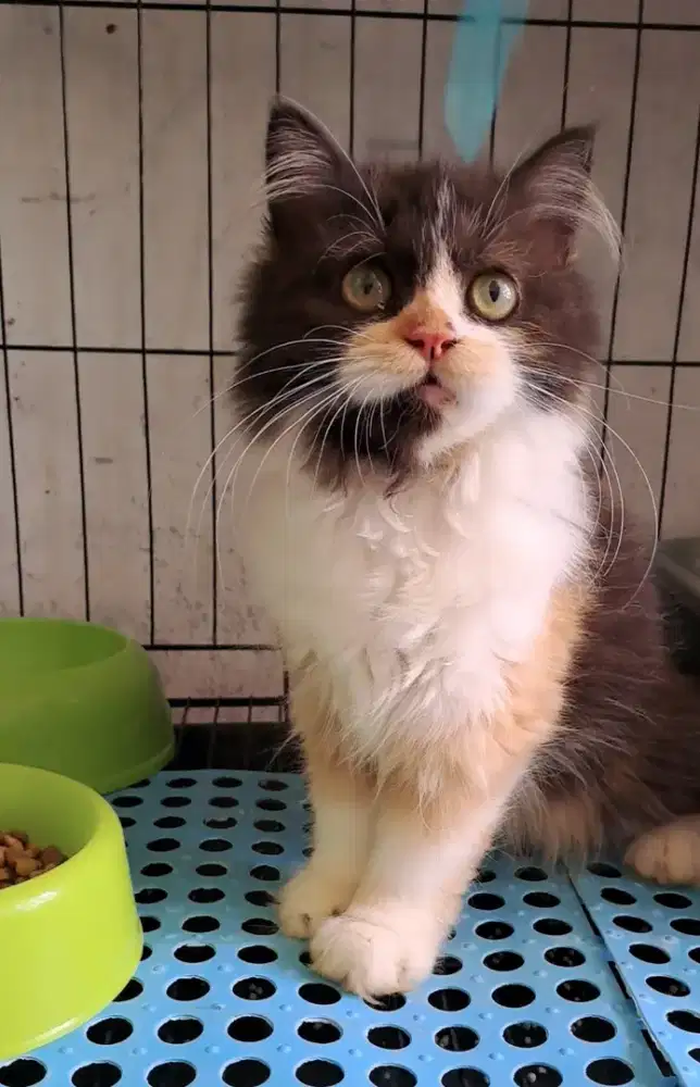 Anak kucing anggora/kitten persia flatnose /kucing persia betina