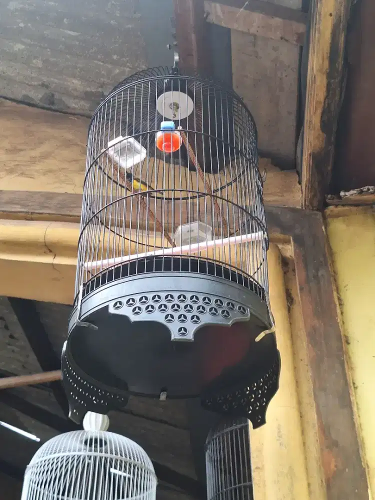 Sogon masteran murai