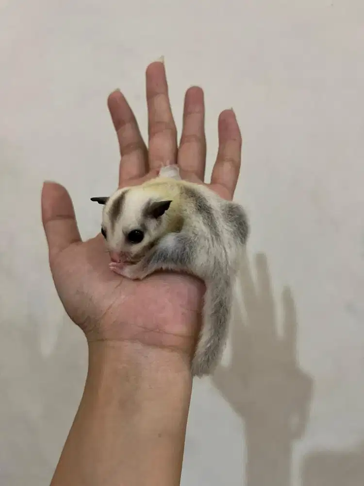 Sugar Glider Platinum Betina