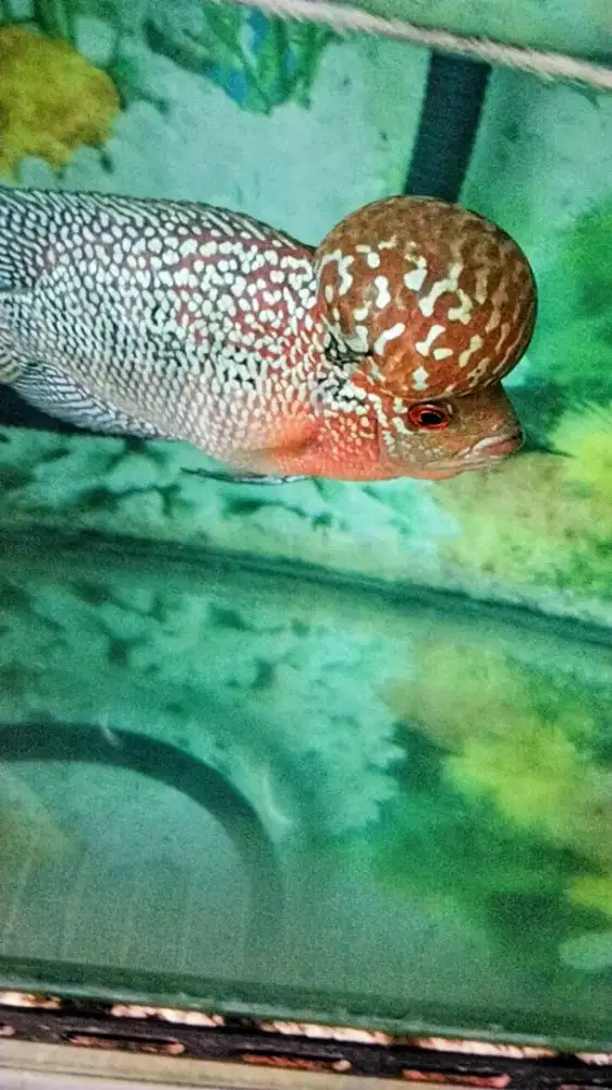 Louhan jenong besar crosshead