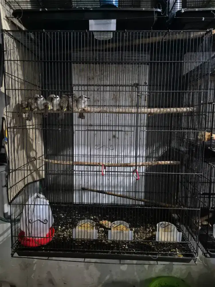 Burung Crocok Jual Murah