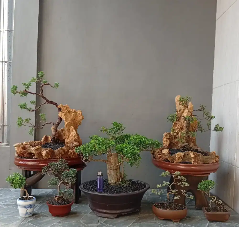 Paketan bonsai murah 7 pohon
