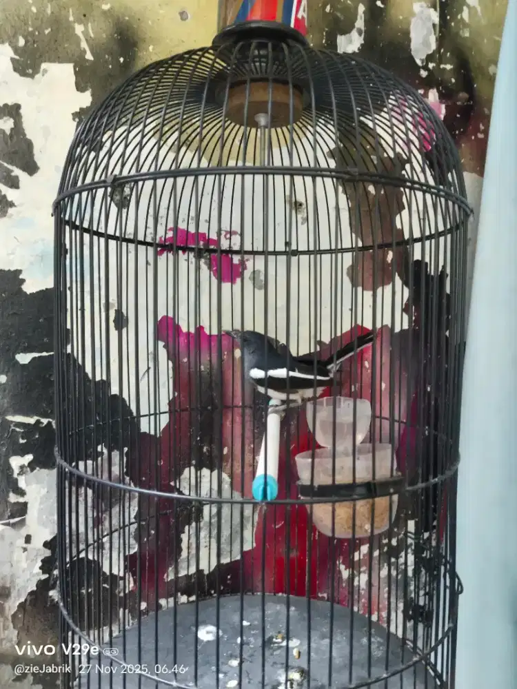 Kacer beti dah manggil2 jantan 200 burja