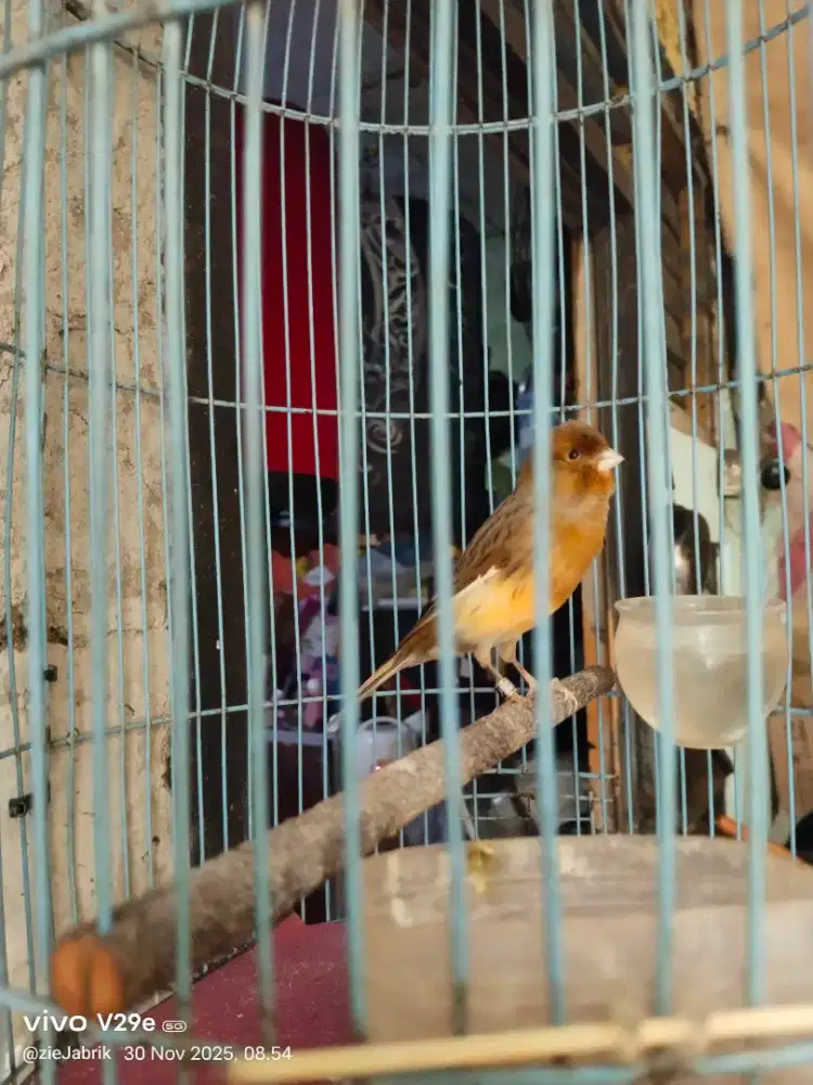 Kenari rajin bodi big pake ring