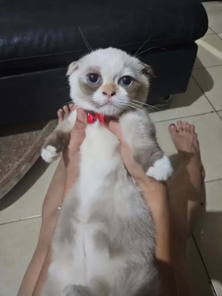 Kitten Gaelic Fold Betina 4.5 bln