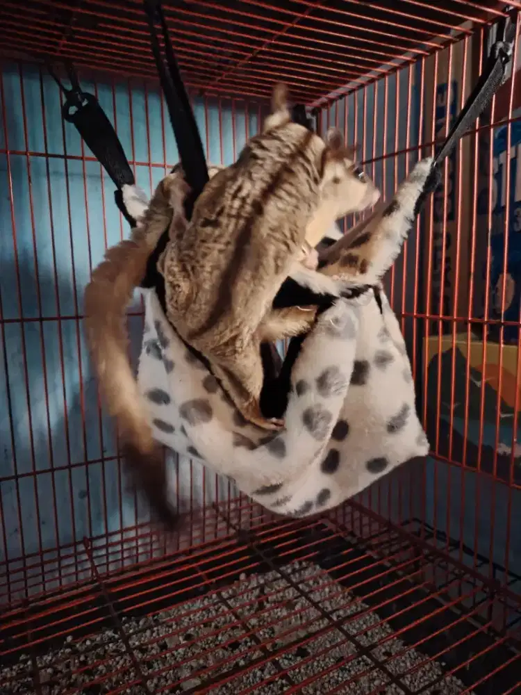Sugar Glider Indukan Sepasang Usia &gt;1,5 tahun