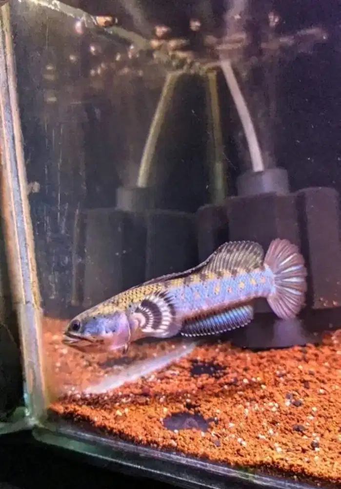 Blue pulchra size 12cm