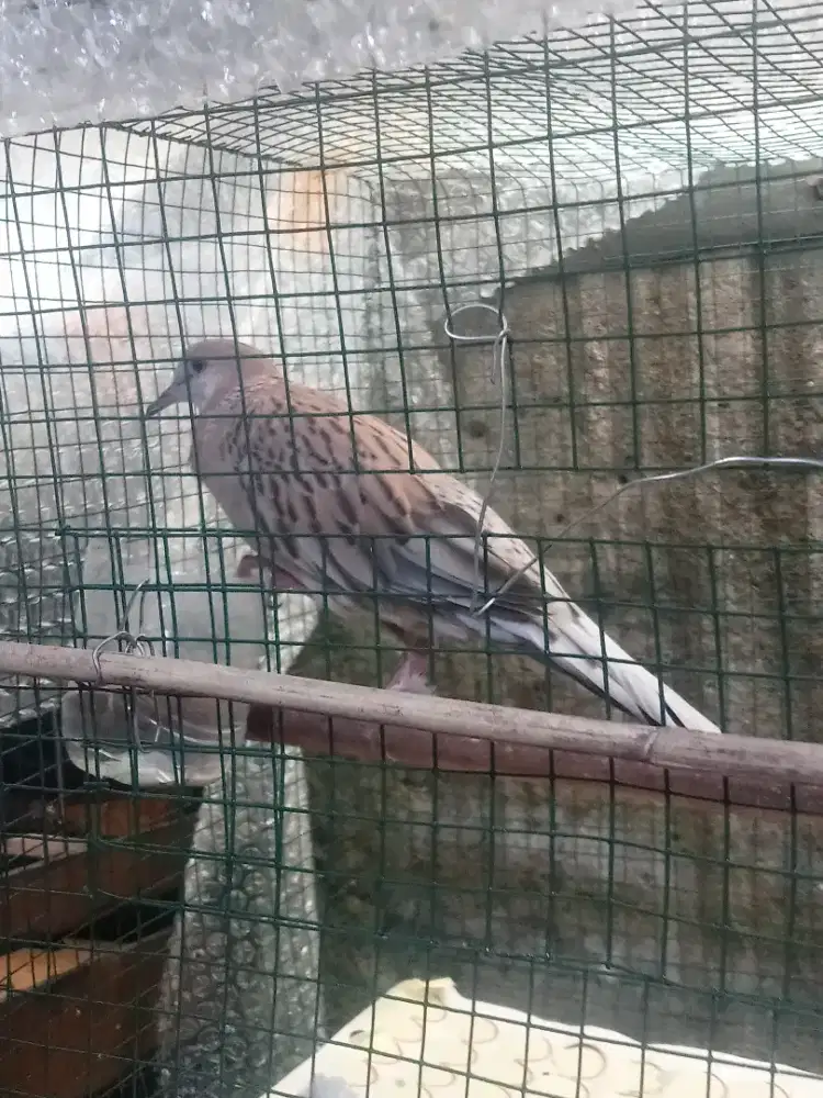 Tekukur leopart kuk2 paten dewasa