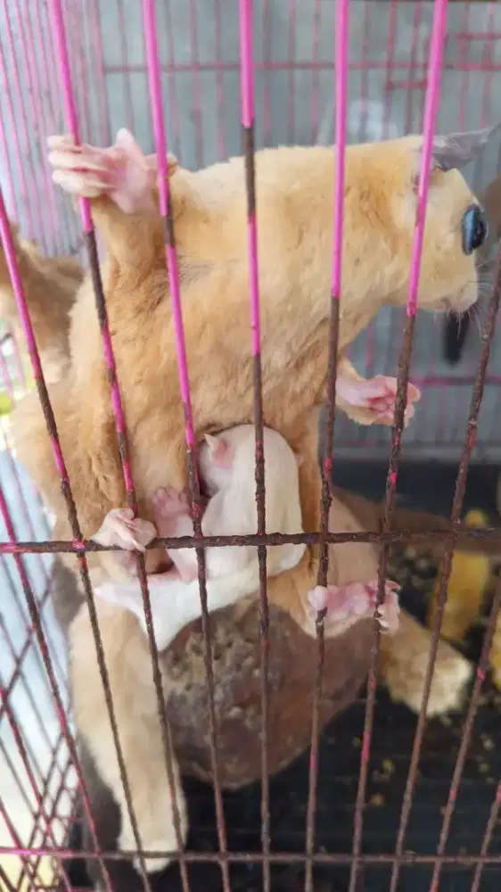 sugar glider borongan atau satuan