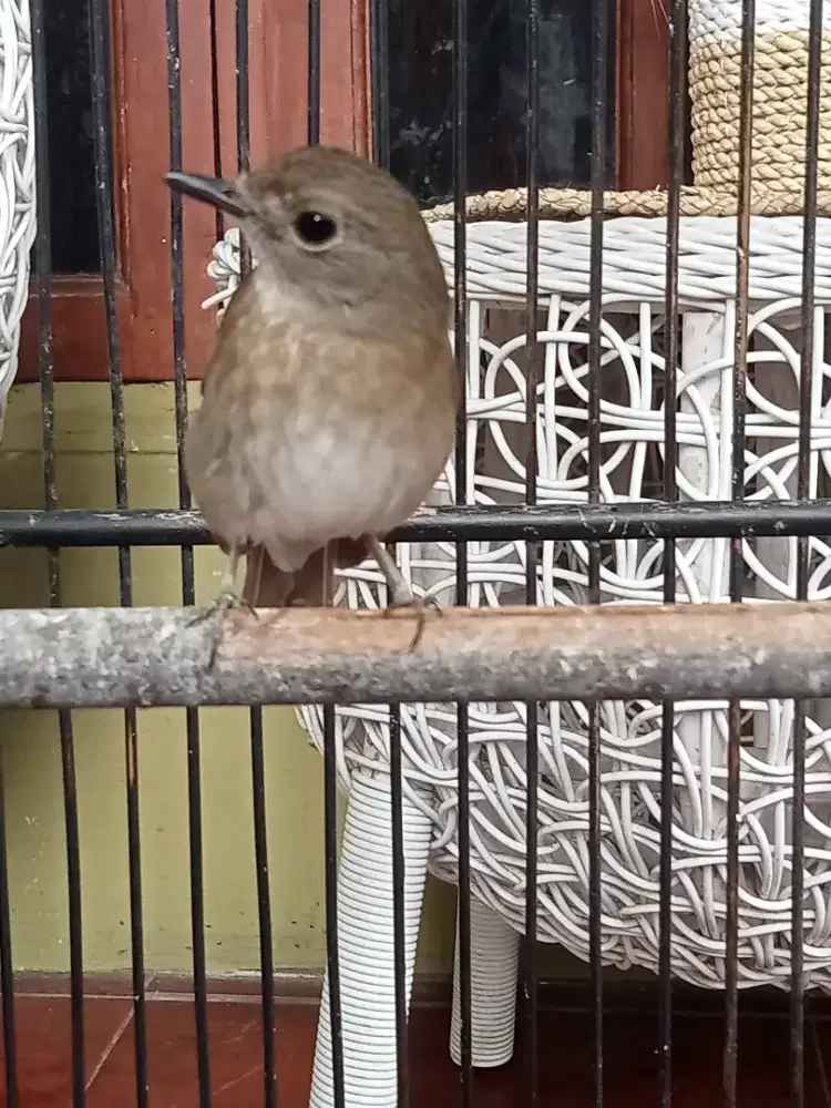 Burung Jantan Sudah Gacor