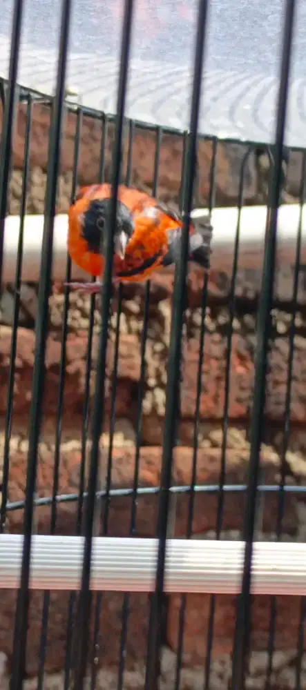 Jual lg aja ga jd ternak.. Sejodo burung Redsiskin fullset kurung besi