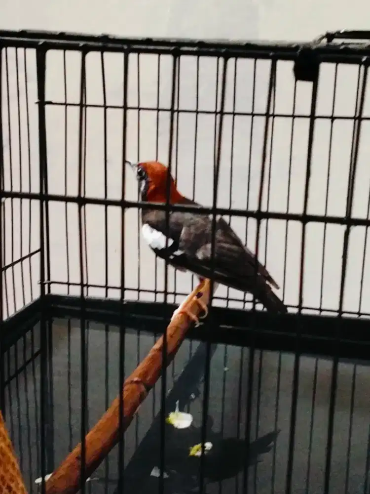 Burung Anis kembang muda