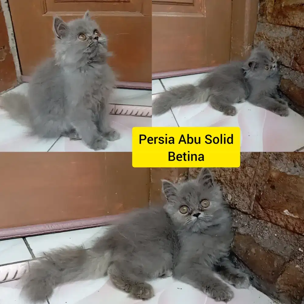 Kucing Kitten  Persia Abu Solid warna Favorit Betina Semi Flat