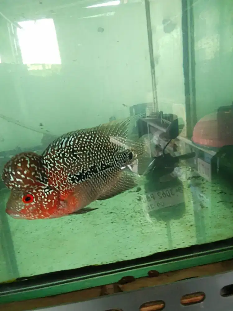 Louhan cencu jenong crosshead