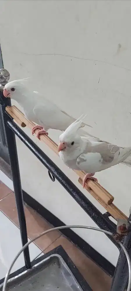 Parkit Australia albino mm jinak total