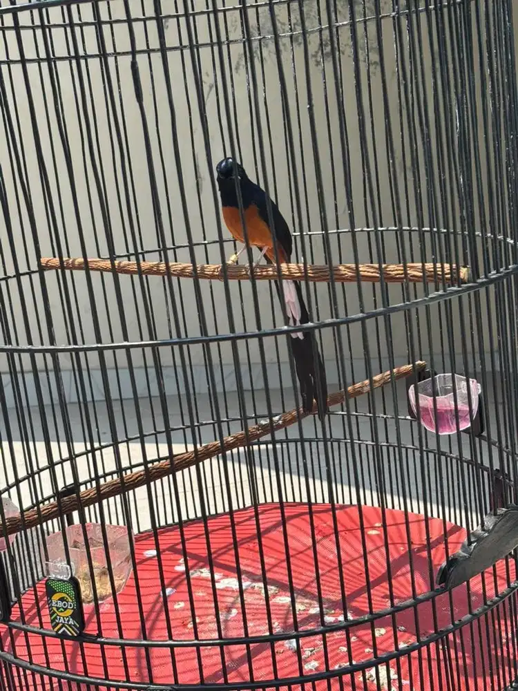 Burung Murai Medan PE 20an