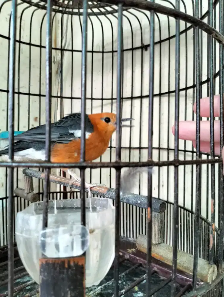 Anis Merah Jinak Body Besar + Kandang