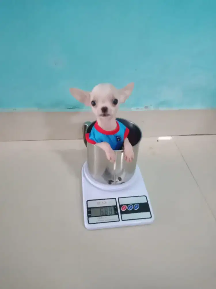 Puppy Chihuahua Teacup